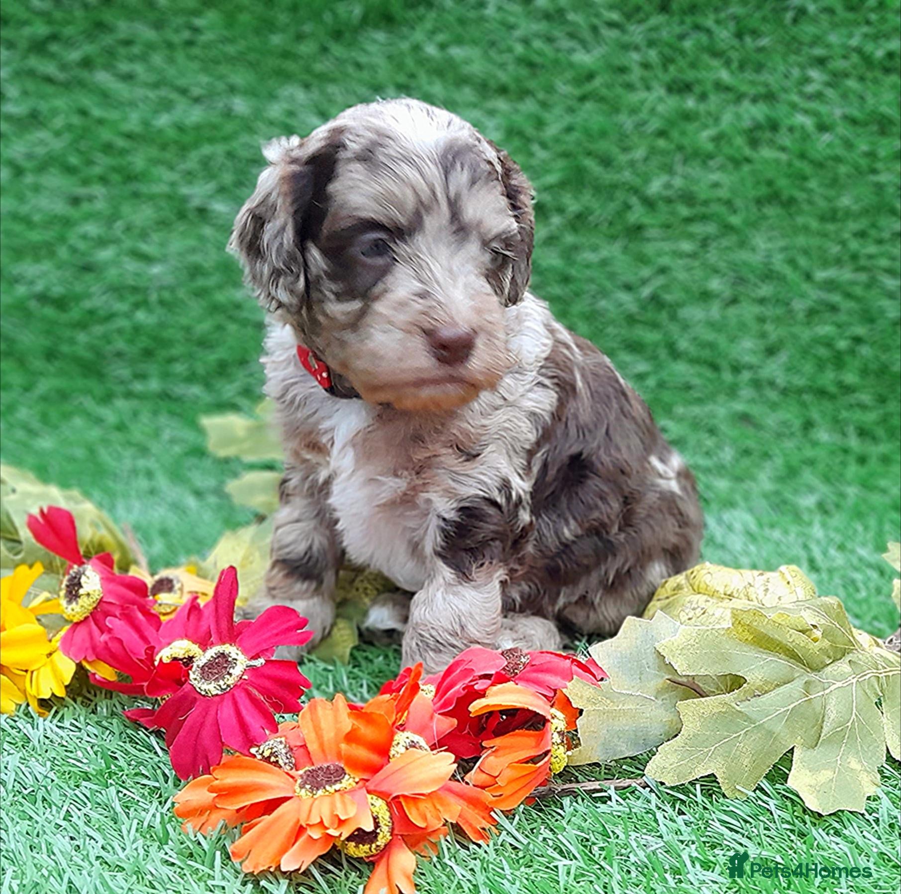 Cockapoo dogs Beautiful litter of F1 Cockapoo's - Advert 2