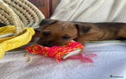 Lakeland Terrier dogs for sale: Lakeland terrier  - Image 16