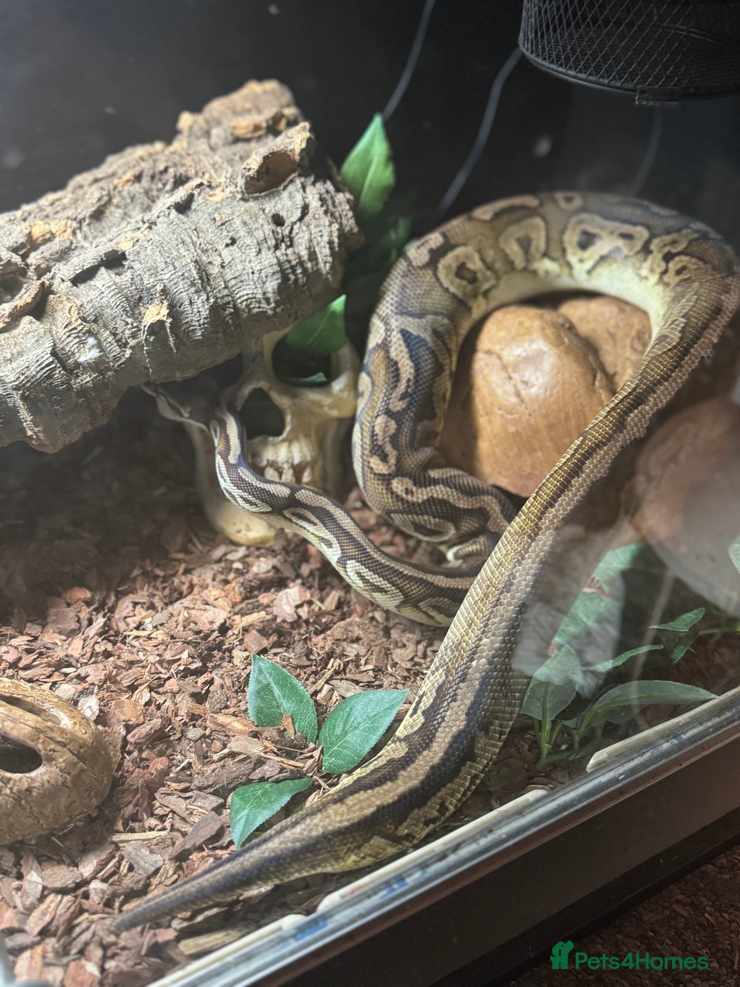 Python Snake reptiles for sale: Adult Black Pewter het Pied Ball Python - Advert 1