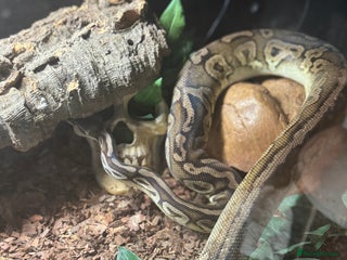 Python Snake reptiles Adult Black Pewter het Pied Ball Python - Advert 1