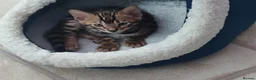 Bengal cats for sale: Stunning Bengal kittens for sale - Advert 3