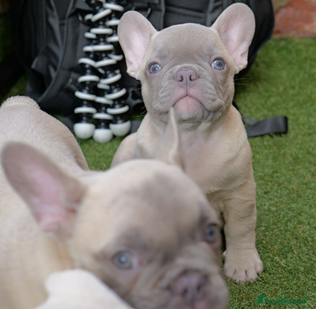 French Bulldog dogs French bulldog  - Advert 13