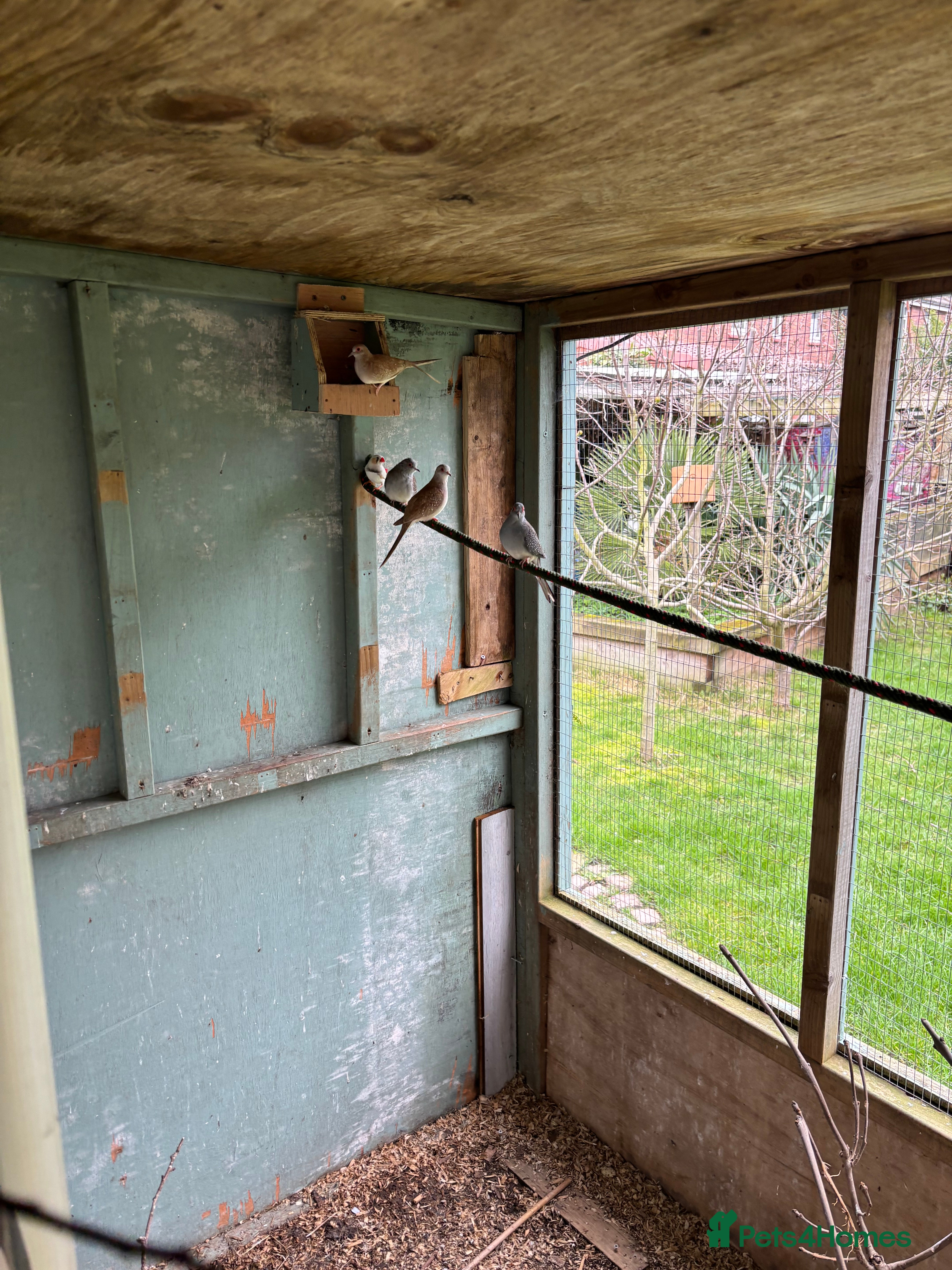 Mixed Breed birds Aviary birds  phone  **  in Rotherham - Advert 12