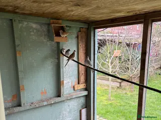 Mixed Breed birds Aviary birds phone ** in Rotherham - Advert 10