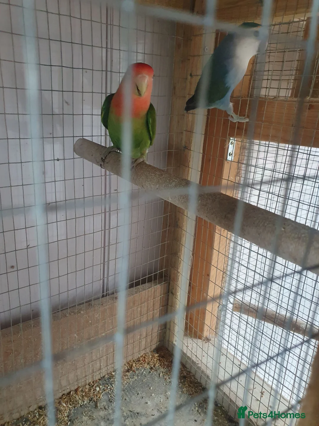 Lovebirds birds for sale: Lovebirds for sale  in Batley - Advert 5