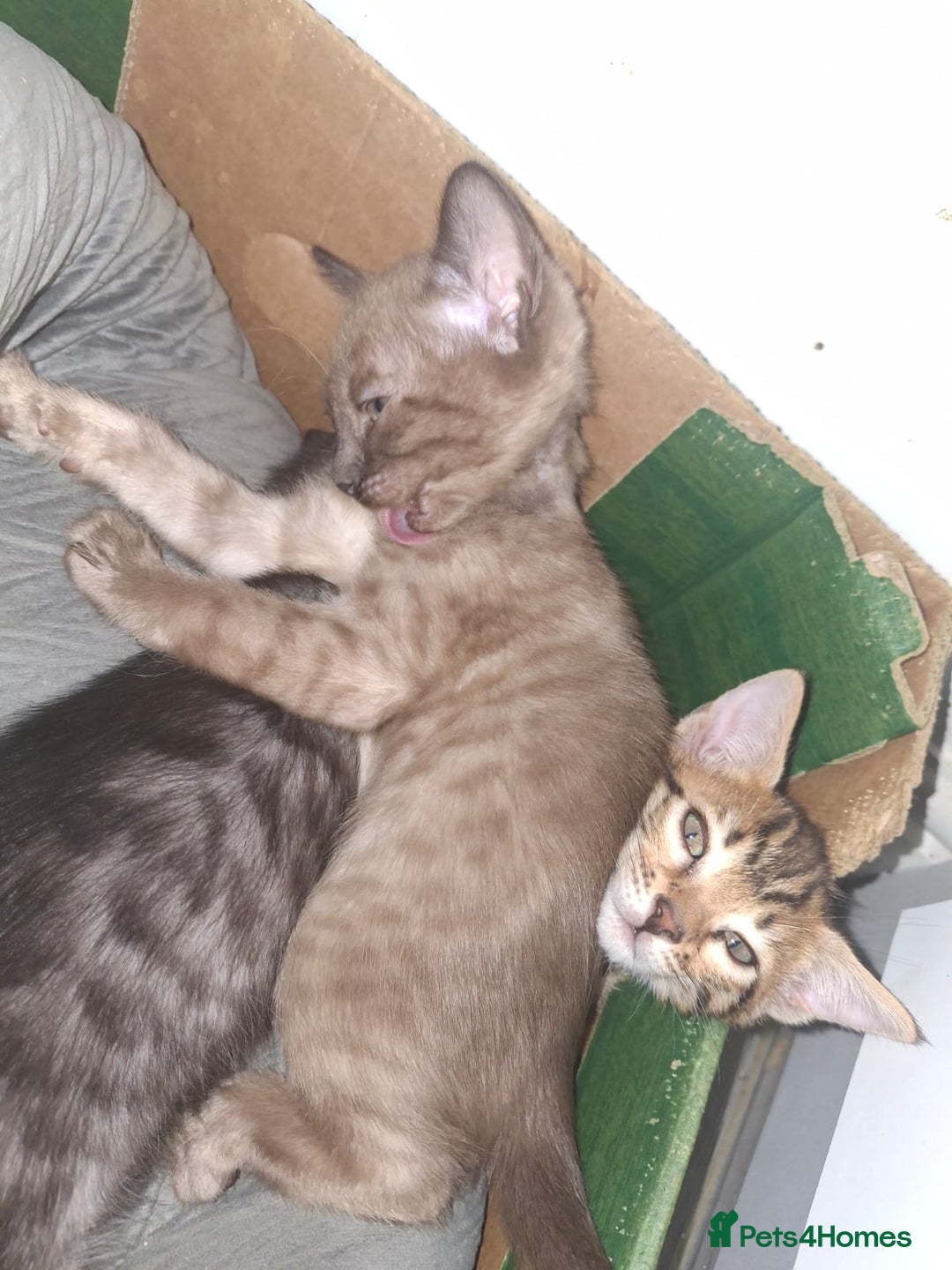 Bengal cats for sale: Beautiful bengal kittens  - Image 6