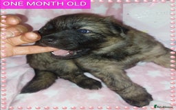 German Shepherd dogs for sale: 7  beautiful german shephered pups  - Image 35