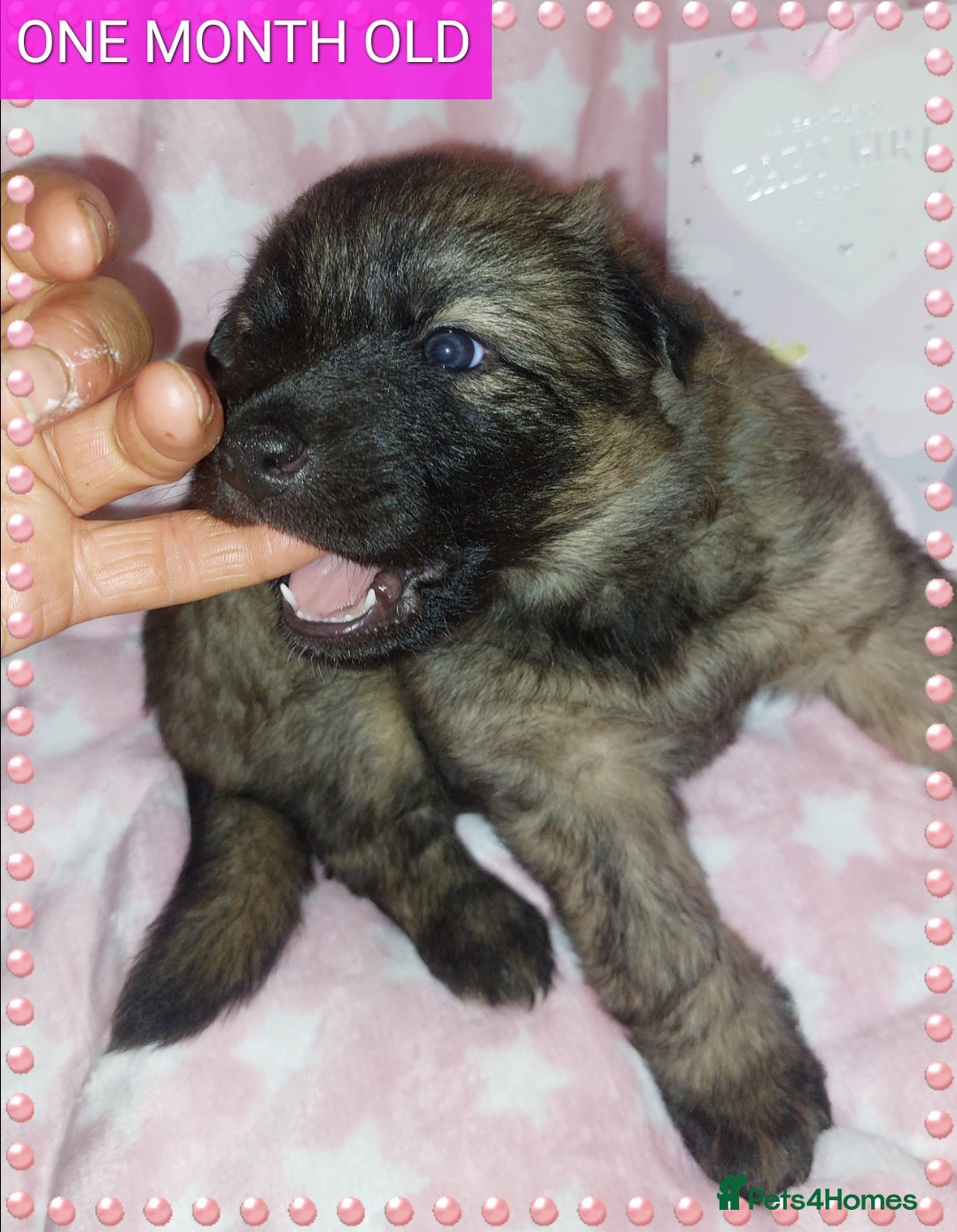 German Shepherd dogs for sale: 7  beautiful german shephered pups  - Image 35