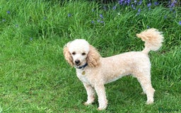 Poodle dogs for stud: AT STUD MINIATURE POODLE JESSE 9 clear DNA tests in High Wycombe - Image 3