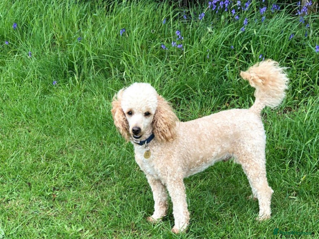 Poodle dogs for stud: AT STUD MINIATURE POODLE JESSE 9 clear DNA tests in High Wycombe - Image 3