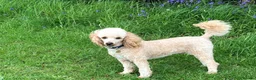Poodle dogs for stud: AT STUD MINIATURE POODLE JESSE 9 clear DNA tests in High Wycombe - Advert 3