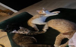 Mixed Breed cats for sale: Adorable Kittens Looking for Their Forever Homes - Image 4
