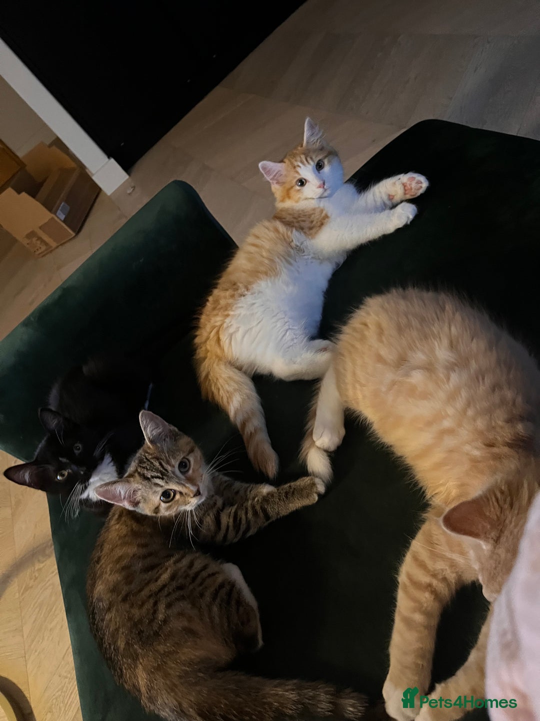 Mixed Breed cats for sale: Adorable Kittens Looking for Their Forever Homes - Image 4