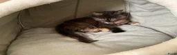 Maine Coon cats for sale: Maine Coon Kittens 2 males  - Advert 7