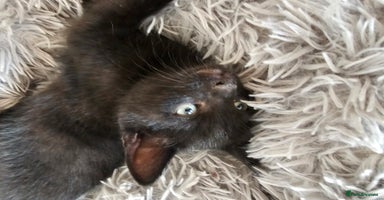 Mixed Breed cats - Advert 14