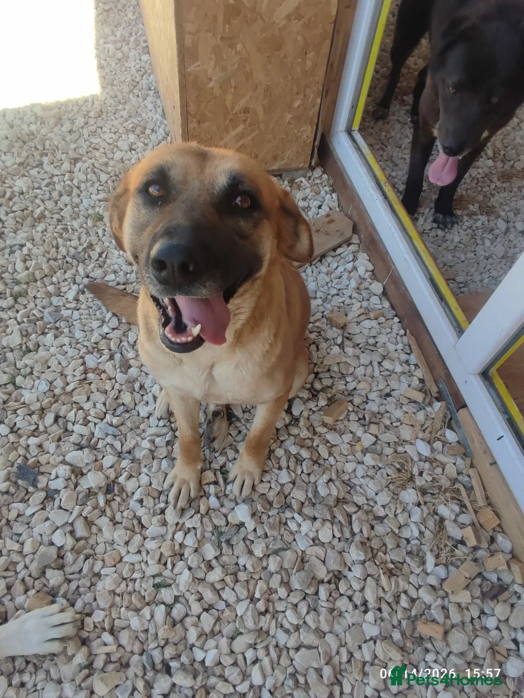 Mixed Breed dogs for adoption: Daisey 6 year’s Macedonian rescue  - Advert 2