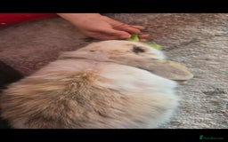 French Lop rabbits for sale: Both males (there brothers from the litter) - Image 2