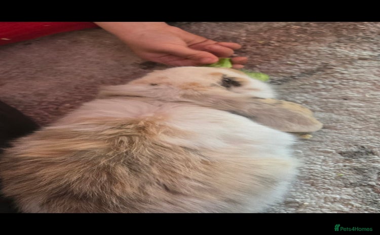French Lop rabbits - Advert 6