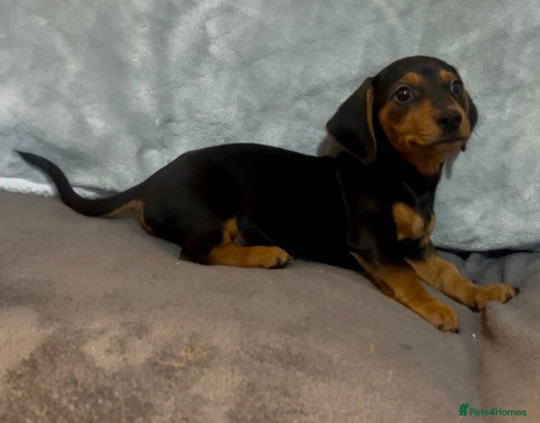 Mixed Breed dogs for sale: Daxijack Puppies Available ❤️💙 - Image 10