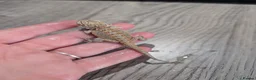 Bearded Dragon reptiles for sale: Baby bearded dragons  - Advert 4