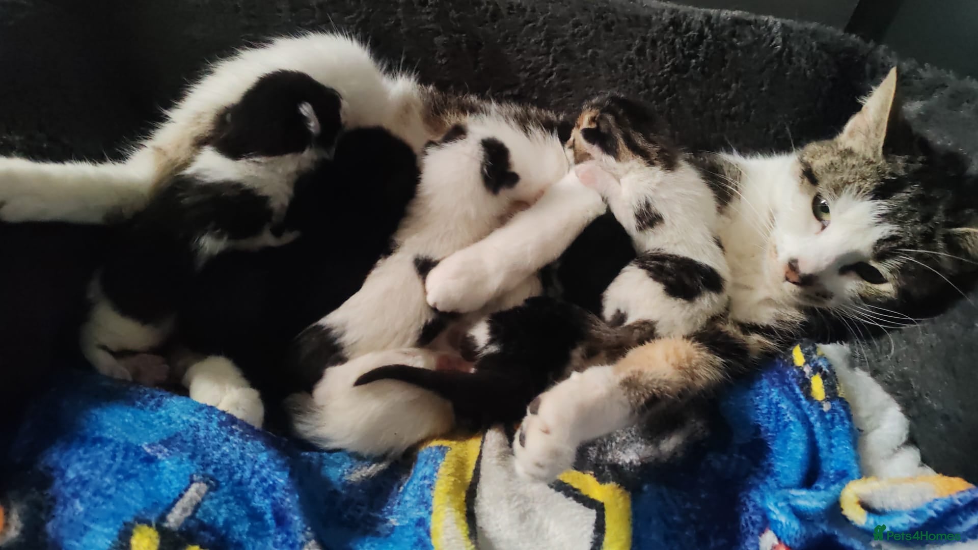 Mixed Breed cats 5 beautifull kittens  - Advert 1