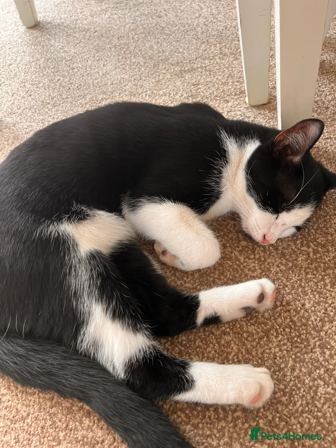 Domestic Shorthair cats for sale: Tabby Cat - Advert 5