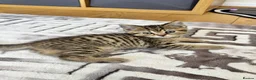 British Shorthair cats for sale: Four Beautiful BSH Tabby Kittens  - Advert 26