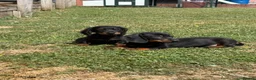 Dachshund dogs for sale: Dachshund puppies  - Advert 4