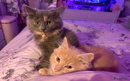 Norwegian Forest Cat cats for sale: Norwegian Forest Cat X Scottish Straight Kittens - Image 3