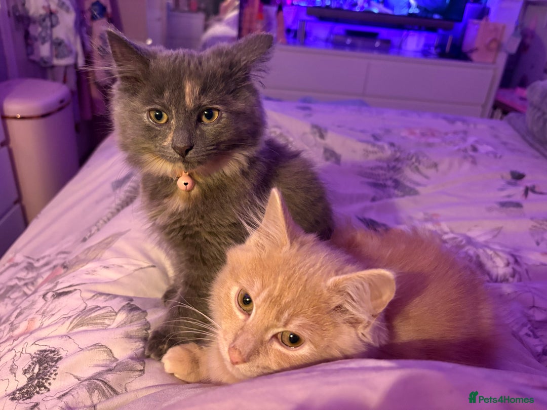 Norwegian Forest Cat cats for sale: Norwegian Forest Cat X Scottish Straight Kittens - Image 3