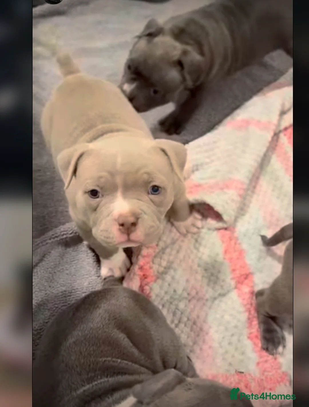 Staffordshire Bull Terrier dogs for sale: 1st Class 100%Staffy puppies Kc Reg - Advert 15