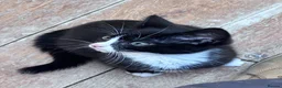 Domestic Shorthair cats for sale: 11 week old male kitten - Advert 9