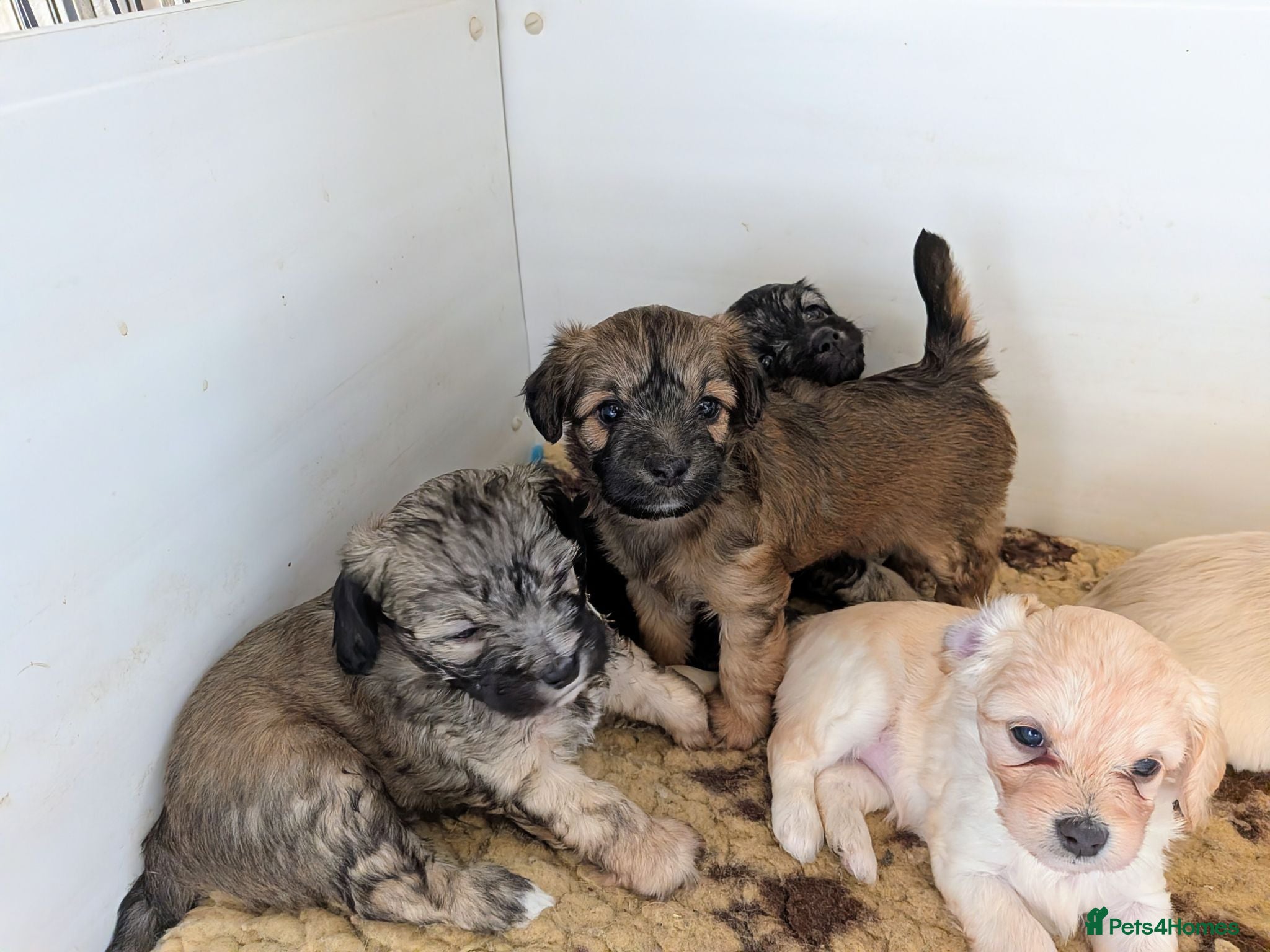 Mixed Breed dogs Yorkipoos - Advert 6