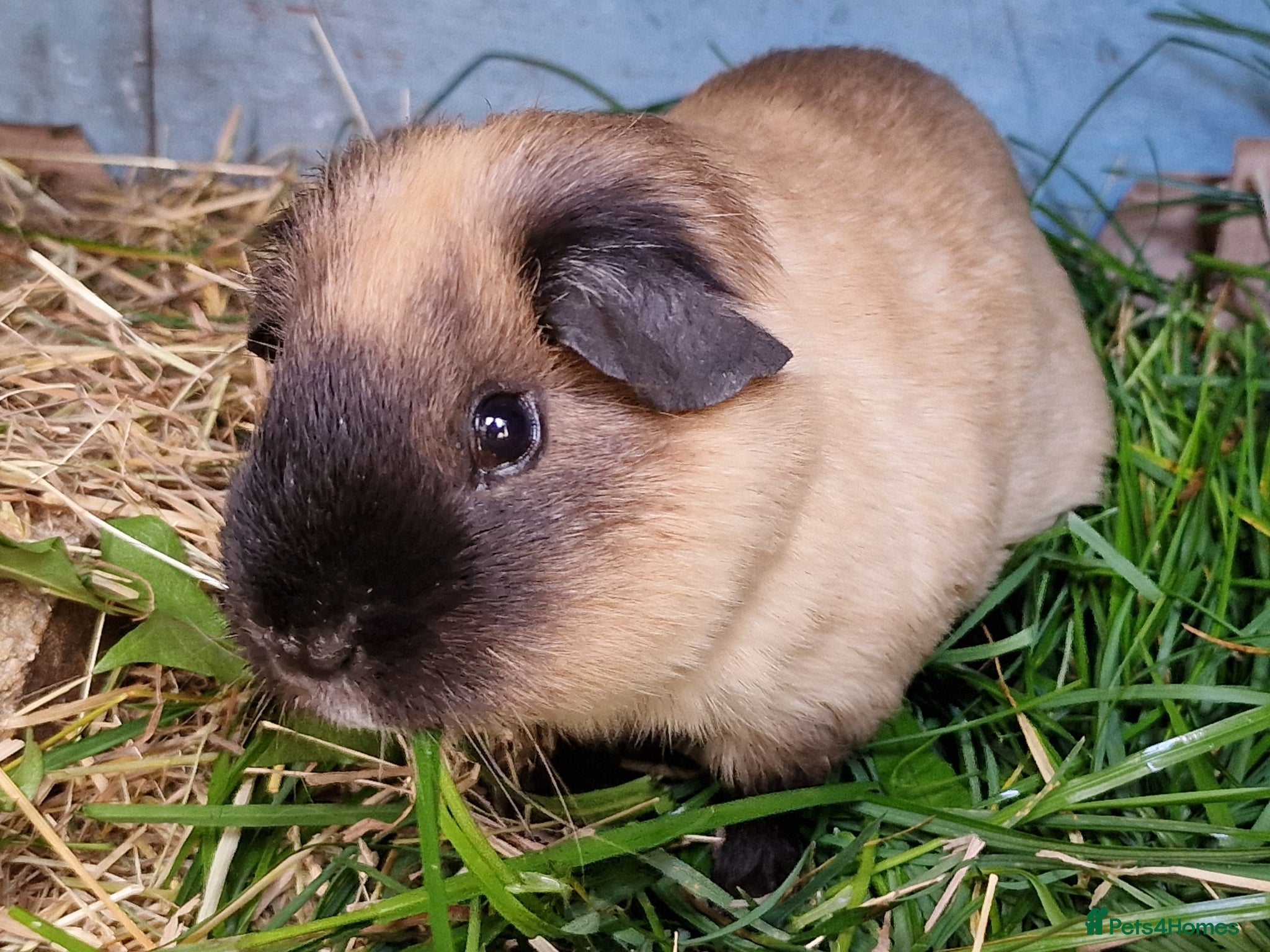 Chickens poultry Cali male Guinea pig 10 months old - Advert 13