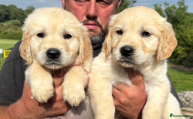 Golden Retriever dogs - Advert 4