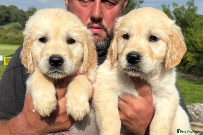 Golden Retriever dogs - Advert 9