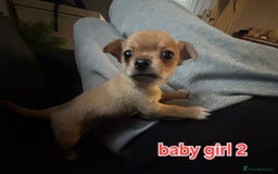 Chihuahua dogs for sale: Super tiny chihuahua girls for sale - Image 1