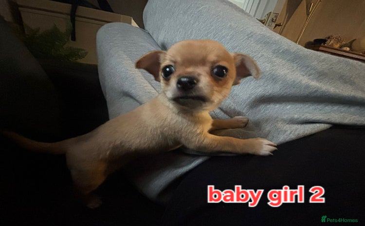 Chihuahua dogs - Advert 4