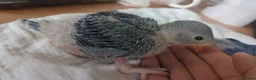 Ringnecks birds for sale: Indian Ringneck baby violet hand reared special - Advert 4