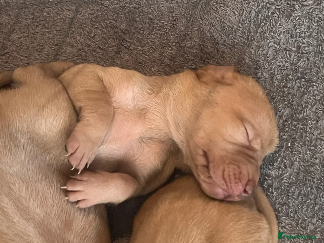 Hungarian Vizsla dogs for sale: Chunky curious pupies for March!! 🐶🐶 - Advert 8