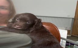 Cocker Spaniel dogs for sale: Kc, health tested WC cocker spaniel puppies  - Image 8