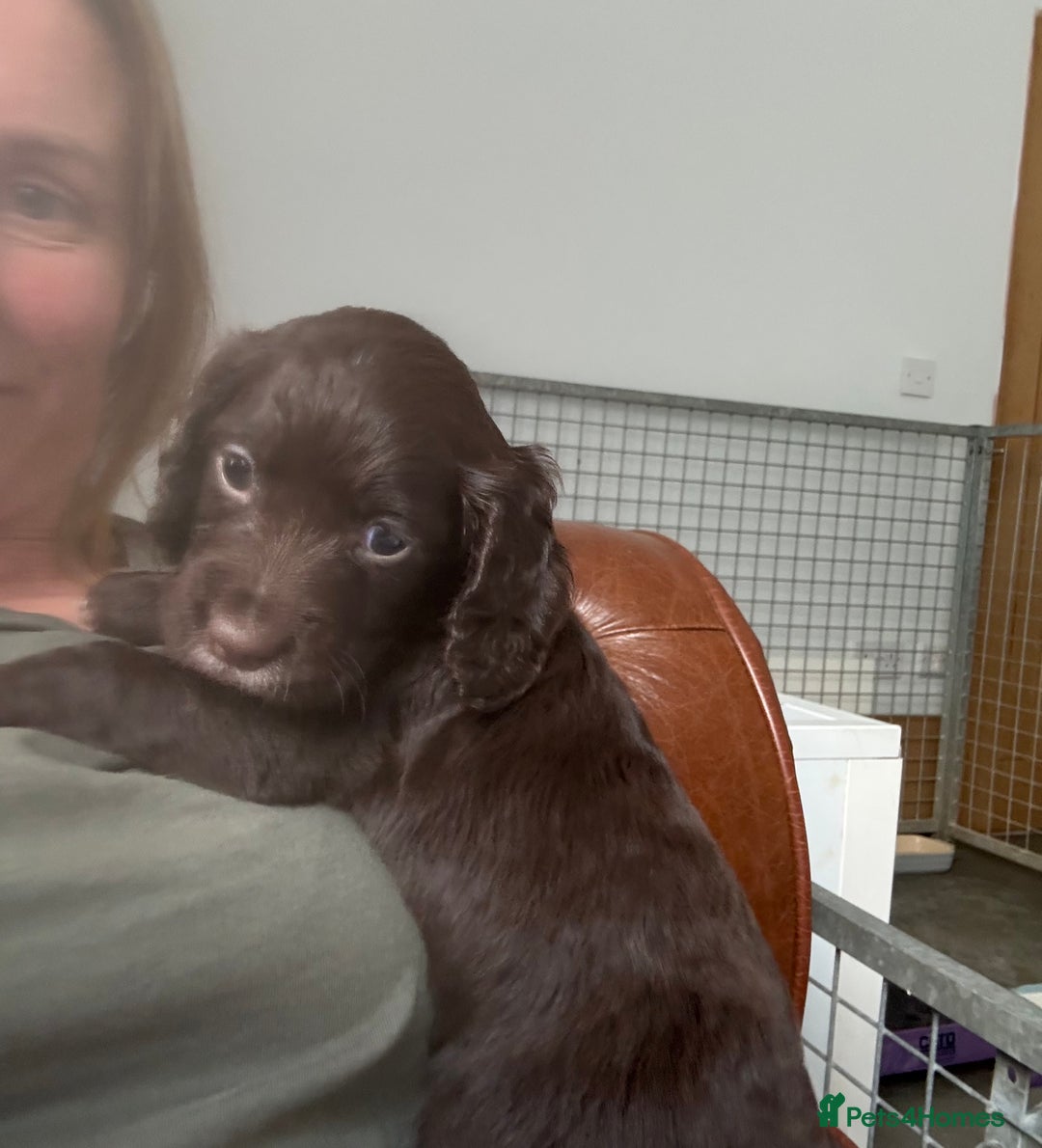 Cocker Spaniel dogs for sale: Kc, health tested WC cocker spaniel puppies  - Image 8