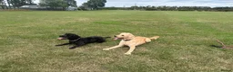 Mixed Breed dogs for sale: Australia Labradoodle 3 years old  - Advert 3