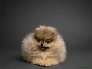 Pomeranian dogs for sale: 🐻Teddy Face Girl🏆Top Quality - Advert 3