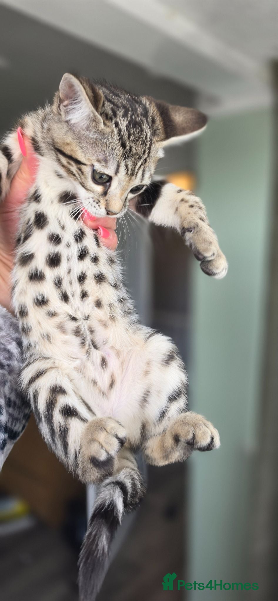 Bengal cats 9 weeks old bengal TICA registered kitens  - Advert 2