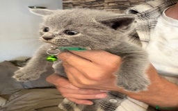British Shorthair cats for sale: British Shorthair kittens  - Image 2