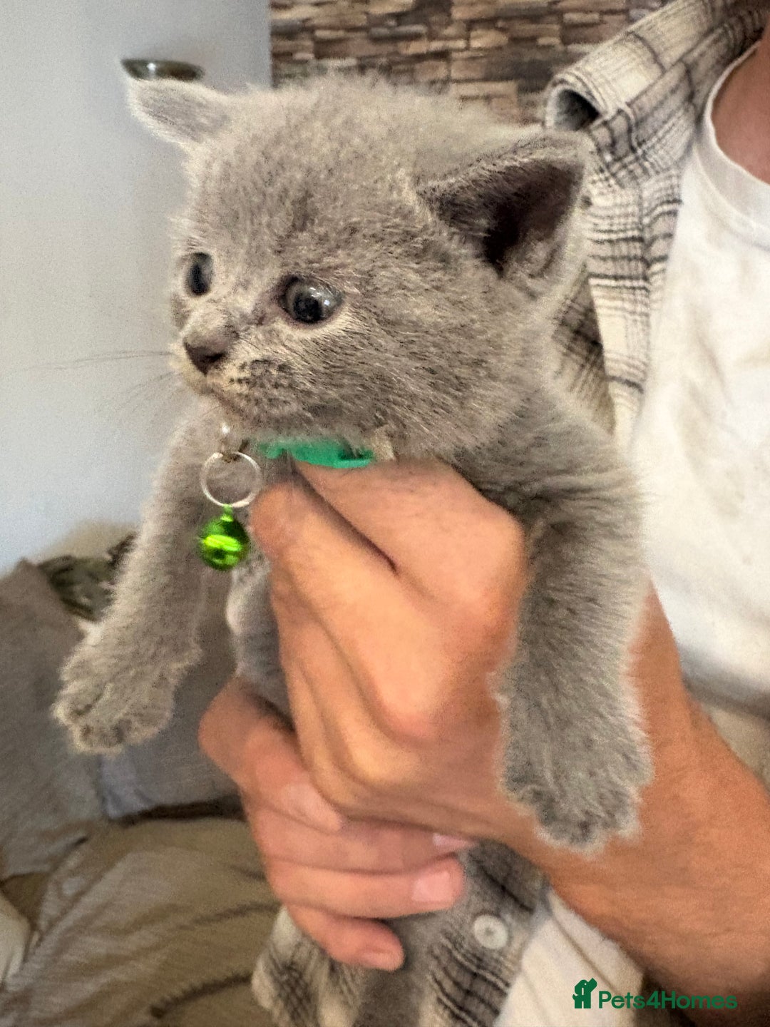 British Shorthair cats for sale: British Shorthair kittens  - Image 2