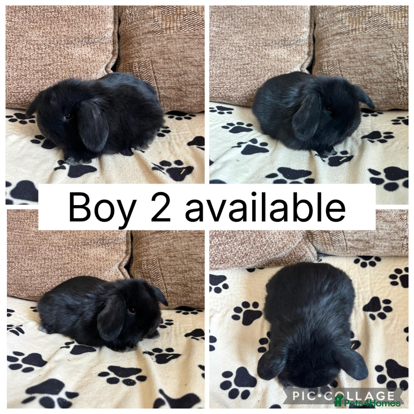 Mini Lop rabbits 2 baby mini lops ready to reserve - Advert 2
