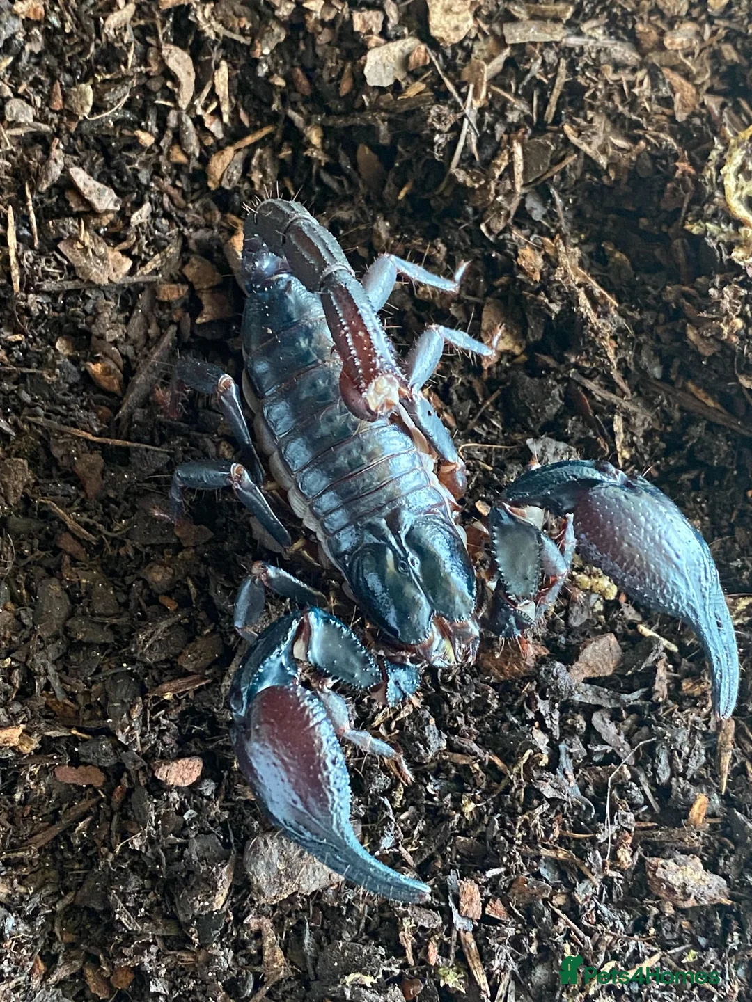 Scorpions invertebrates for sale: Various scorpions, spiders, tarantulas - Advert 2