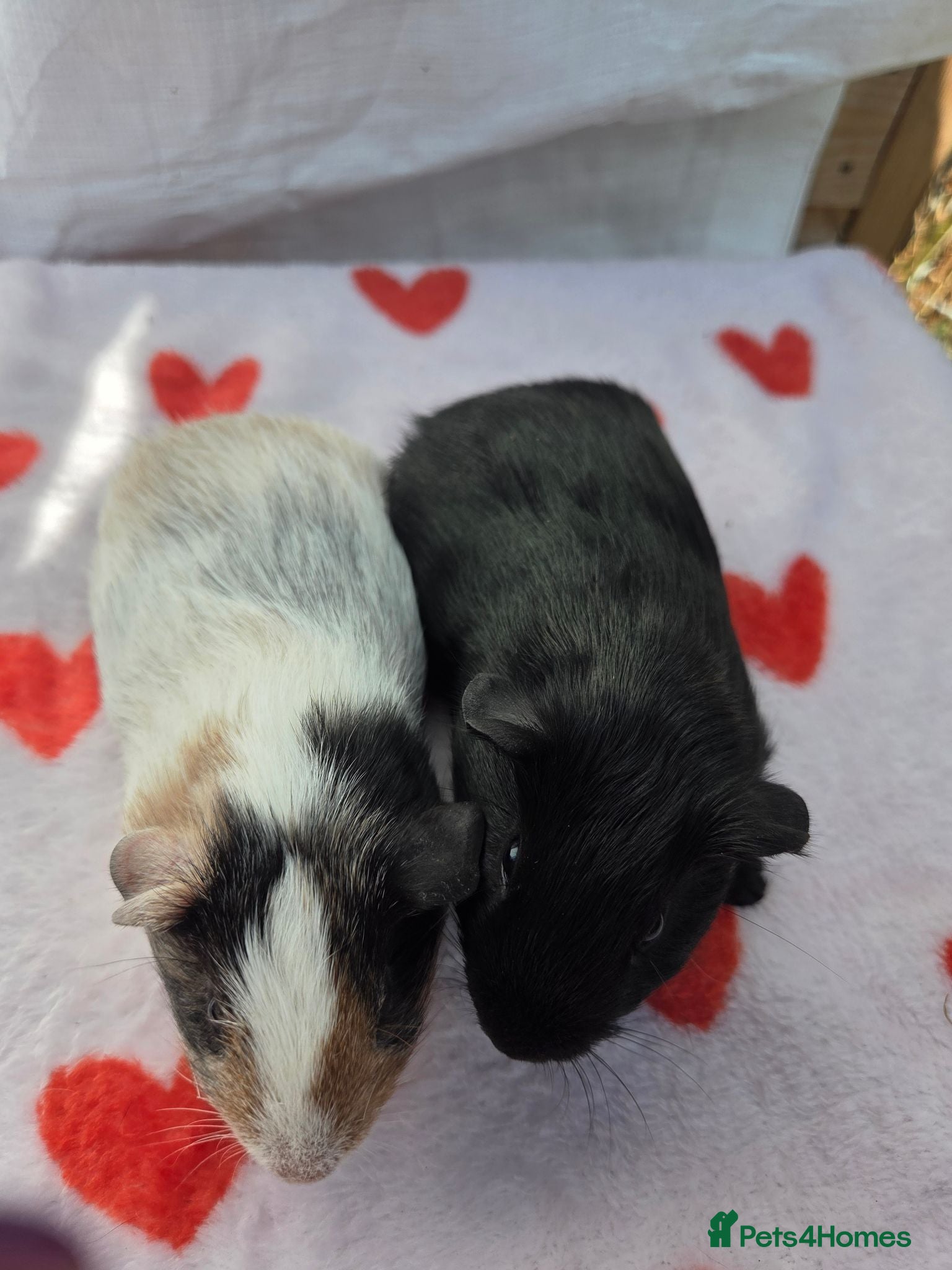 Guinea Pig rodents Gorgeous Baby Girl Guinea Pigs - Advert 1
